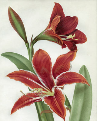 AMARYLLIS