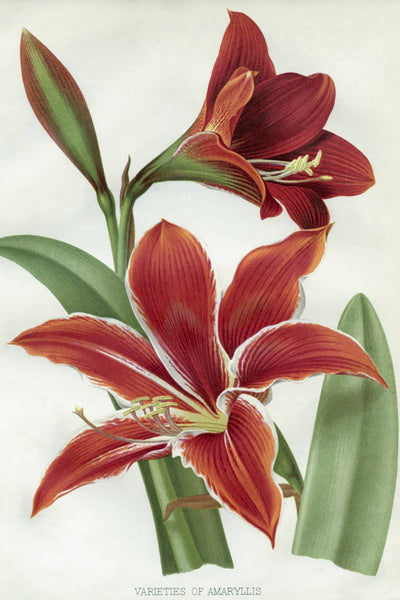 AMARYLLIS