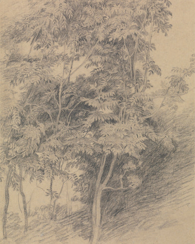 ANTIQUE TREE STUDY