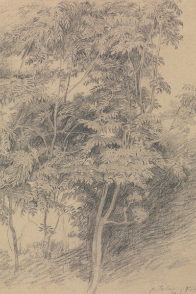 ANTIQUE TREE STUDY