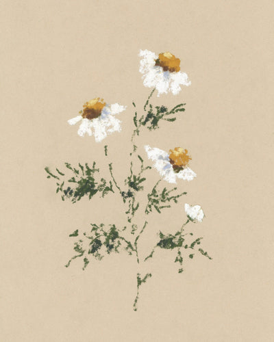 CHAMOMILE I