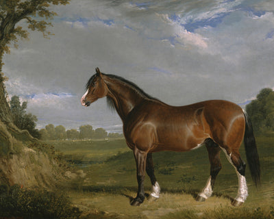 CLYDESDALE STALLION