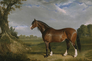 CLYDESDALE STALLION