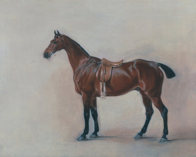 HORSE STUDY