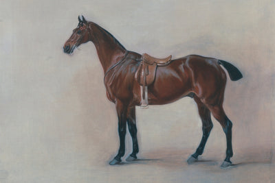 HORSE STUDY