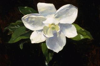 MAGNOLIA