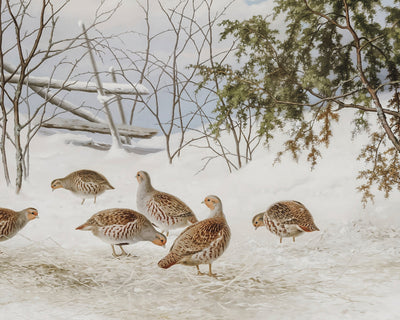 PARTRIDGES