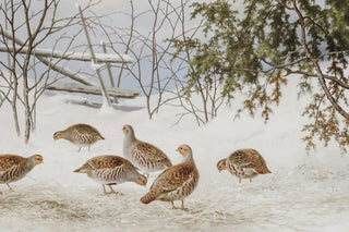 PARTRIDGES