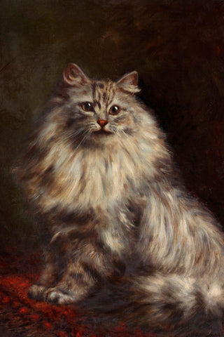 PERSIAN CAT