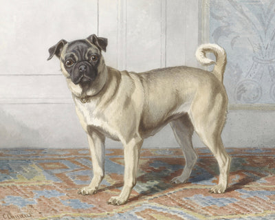 PUG