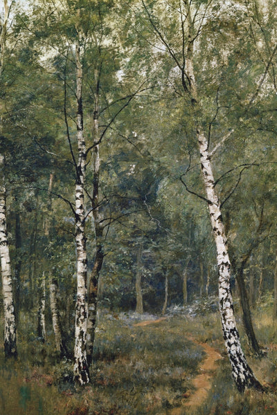 SILVER BIRCHES