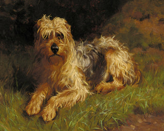 SOFT COATED WHEATEN TERRIER