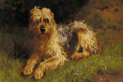 SOFT COATED WHEATEN TERRIER