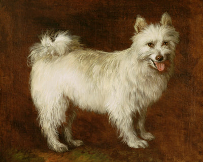 SPITZ DOG