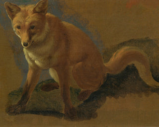 STUDY OF A FOX