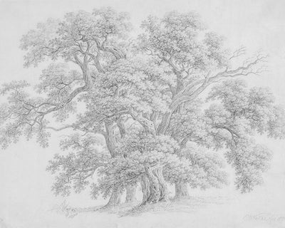 STUDY OF OAK TREES