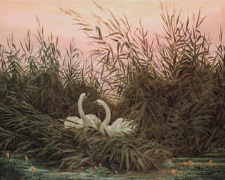 SWANS IN THE REEDS