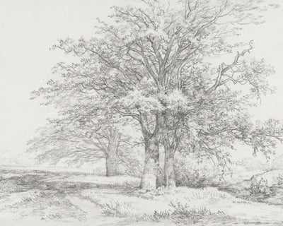 THREE TREES SKETCH