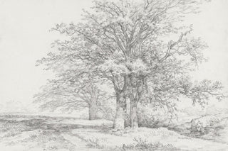 THREE TREES SKETCH