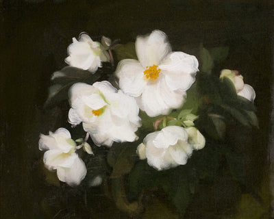 WHITE ROSES, DARK BACKGROUND