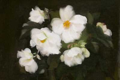 WHITE ROSES, DARK BACKGROUND